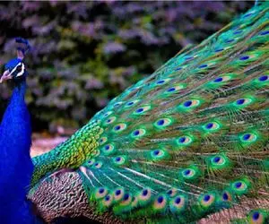 حیات وحش مصنوعی/اشک خونی که از طاووس میره رو سگ التیام میده/طبیبش چه آشی براش پخته