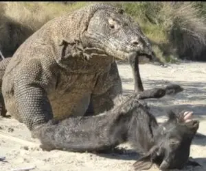 مستند حیات وحش / بزی که رفت به چرا رو کومودو ضحاک گرفت کرد تو شکمش
