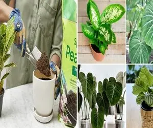 بهترین خاک برای گیاهان آپارتمانی / بمب رشد سریع و شادابی بیشتر گل هاتون، ارزان و مفید
