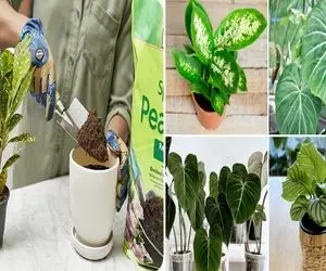 بهترین خاک برای گیاهان آپارتمانی / بمب رشد سریع و شادابی بیشتر گل هاتون، ارزان و مفید