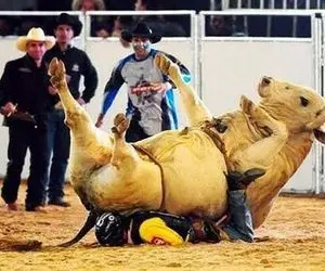 تاخت‌وتازهای خونین؛ گاو عصیانگر تو بازی گاوچرون زیر کرد ضربه مغزی شد