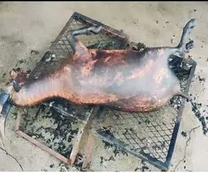 کباب بز؛ بز کوهی نازنازی رو قبل ذبح کز دادن بعد مرینیت انداختن تو دیگ جوشید