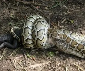 از جذابیت های حیات وحش؛ مار پیتونی که نه به کروکودیل زخمت رحم داره نه به آهوی لطیف