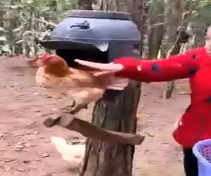 دامداری نوین؛ با هزینه کم و دبه رو درخت لونه مرغ ساختن تخم بذاره بدون خم شدن بردارن