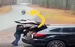 معماری طبیعت؛ ببر تا خانومه رو دید یاد شام زن و بچه اش افتاد و نقشه بدی اجرا کرد