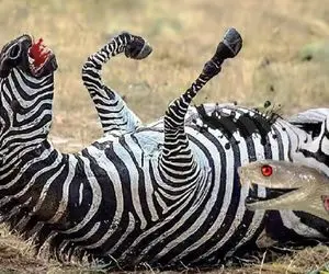 جذابیت حیات وحش / نیش مرگبار کبری در عرض چندثانیه خر راه راه را از پا درآورد