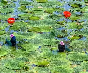 کشاورزی بدیع؛ زمین هارو میکنن دریاچه نیلوفر آبی پرورش میدن واسه فروش میلیاردی دونه اش