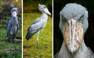 آن روی طبیعت وحشی؛ پرنده‌ای که منقارش صدای مسلسل می‌دهد! 