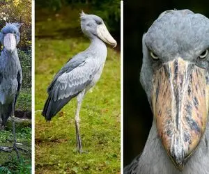 آن روی طبیعت وحشی؛ پرنده‌ای که منقارش صدای مسلسل می‌دهد! 