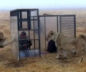 صحنه دهشتناک؛ آدما رو انداختن تو قفس شیشه ای اونوقت شیر ها آزادن قلب آدم هری میریزه