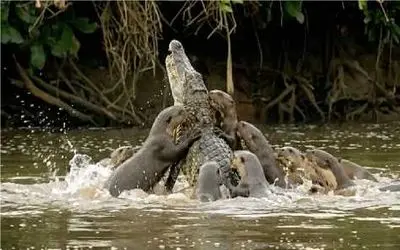 شاهکار حیات وحش؛ جنگ سمورهای غول با کایمن ددمنش برای حفظ قلمرو