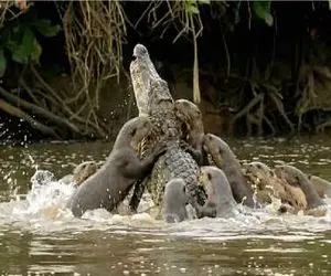 شاهکار حیات وحش؛ جنگ سمورهای غول با کایمن ددمنش برای حفظ قلمرو