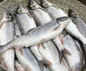 ماهی‌ها هم به شیشه معتاد می‌شوند