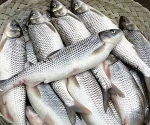 ماهی‌ها هم به شیشه معتاد می‌شوند