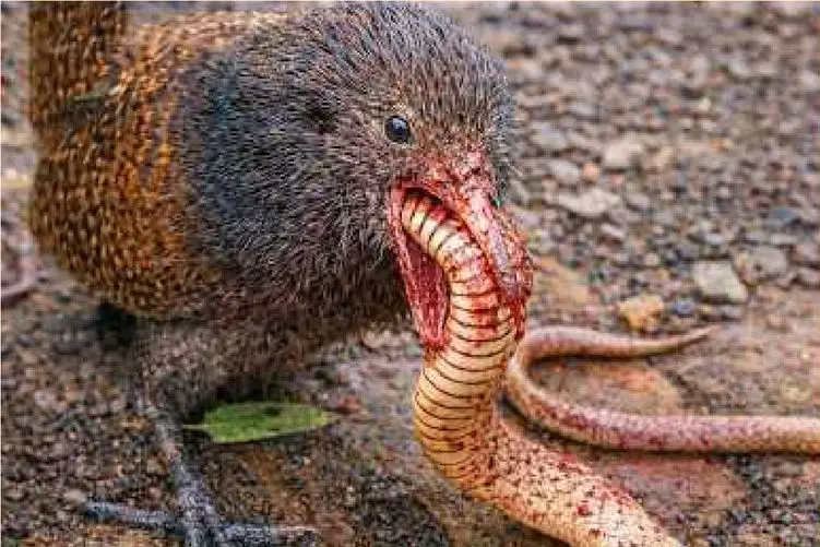 مستند حیات وحش؛ زهر مار کارساز نبود کله اش پاچید