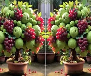 کشاورزی نوین؛ با خمیر دندان گواوا و انگور رو پیوند زد درخت لوستری غول تحویل گفت