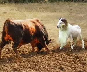 مستند حیات وحش؛ مخاصمه بز و گاو وقتی گاو غول کتک میخورد