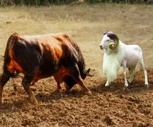 مستند حیات وحش؛ مخاصمه بز و گاو وقتی گاو غول کتک میخورد