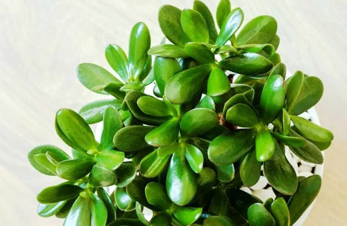 گیاهانی که به آب کم نیاز دارن