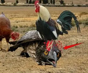 بدایع حیات وحش؛ خروس سفاک برای جذب مرغا لاتیشو پر کرد پرید رو عقاب نفله ش کرد