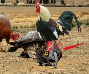 بدایع حیات وحش؛ خروس سفاک برای جذب مرغا لاتیشو پر کرد پرید رو عقاب نفله ش کرد