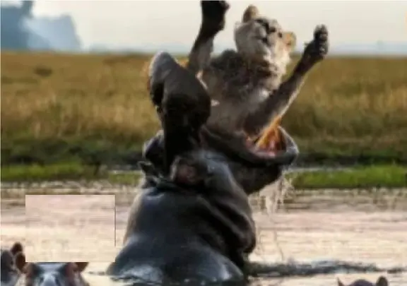 مستند حیات وحش؛ اسب آبی شیر با جاش قورت داد