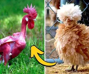 کارخانه حیوانات؛ به جوجه دو روزه هورمون خرس زدن پا گنده و کاکل به سر بشه جنگی