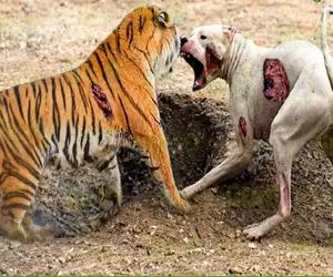 جذابیت‌های حیات وحش؛ پلنگ بازیش گرفته نصف شب میره خونه مردم به سگاشون حمله میکنه