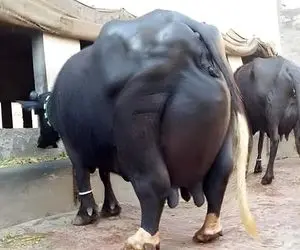 گاوهای باورنکردنی؛ گاوهای چاقی که اینقدر شیر دارن موقع راه رفتن تلو می خورن