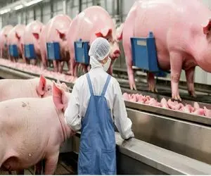 فرآوری خوک؛ یه شقه از خوک‌های چاق رو بعد سر بریدن اسلایس و باقی هم چرخ میکنن