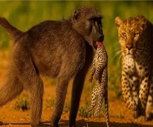 مستند حیات وحش؛ انتر دم‌کوتاه بلای خانمان سوز پلنگ شد