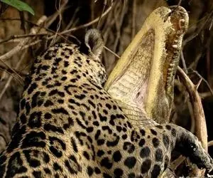 مستند حیات وحش؛ جگوار کروکودیل شکار کرد اینقدر که زخمته نمیدونه چجوری بخوره