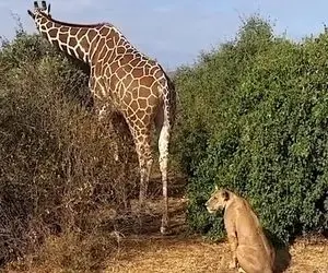 مستند حیات وحش؛ شیر گرسنه نشسته پشت زرافه و داره حرص می خوره 