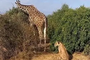 مستند حیات وحش؛ شیر گرسنه نشسته پشت زرافه و داره حرص می خوره 