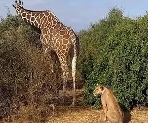 مستند حیات وحش؛ شیر گرسنه نشسته پشت زرافه و داره حرص می خوره 