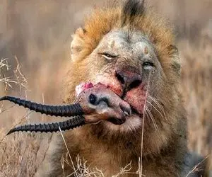 شاهکار حیات وحش؛ شیر سفاک گوزن تیزپار بلعید شاخش حلقشو سوراخ کرد شکمشو جر داد