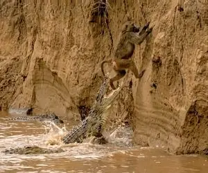 مستند حیات وحش؛ میمون چهار چنگولی از صخره اویزونه بیوفته پایین تمساح تیزدندان منتظرشه