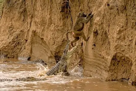 مستند حیات وحش؛ میمون چهار چنگولی از صخره اویزونه بیوفته پایین تمساح تیزدندان منتظرشه