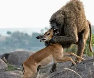 مستند حیات وحش؛ بابون ملعون بچه آهو جلو چشم مادر ملعبه میکنه