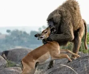 مستند حیات وحش؛ بابون ملعون بچه آهو جلو چشم مادر ملعبه میکنه