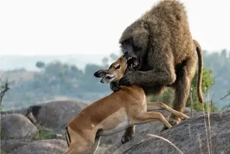 مستند حیات وحش؛ بابون ملعون بچه آهو جلو چشم مادر ملعبه میکنه