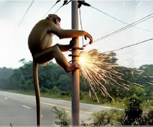 جذابیت حیات وحش؛ میمون خل و چل میپره رو تیر برق جزش درآد