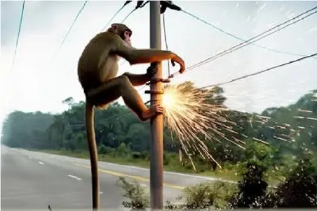 جذابیت حیات وحش؛ میمون خل و چل میپره رو تیر برق جزش درآد