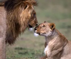 مستند حیات وحش؛ ماده شیر جوان رفت سراغ نقطه ممنوعه شیر نر و حسابی تنبیه شد