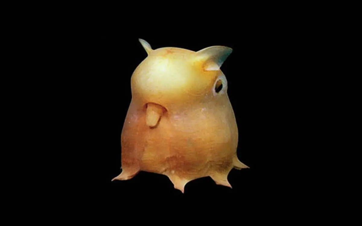 strange-animals-you-didnt-know-7-1