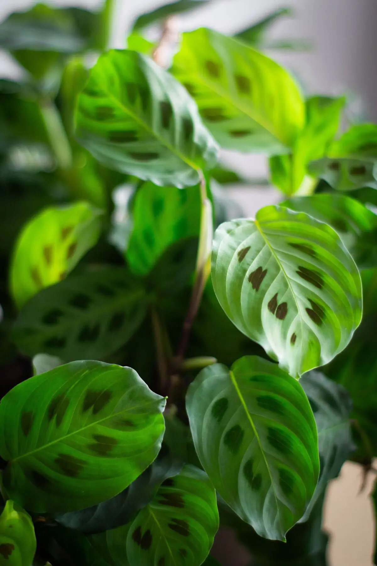 pexels-jardindeneko-32724558