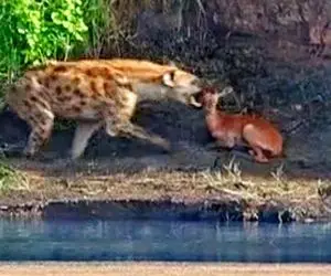 مستند حیات وحش؛ کفتار ایمپالا پنهان شده رو بو میکشه