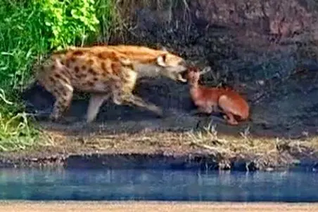 مستند حیات وحش؛ کفتار ایمپالا پنهان شده رو بو میکشه