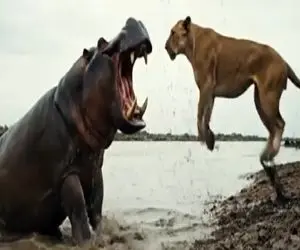 مستند حیات وحش؛ شیر اومد یه ماهی کوچیک بگیره ولی بابتش مالیات سنگینی به اسب آبی داد