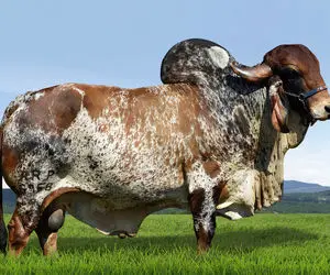 فرآوری گاو؛ گاو های غول انقدر شیرشون زیاده که با دست نمیشه دوشید دستگاه آوردن